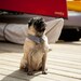 The Gingham Pointed Dog Collar