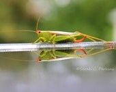 Nursery/Child's Room Art Grasshopper Nature Photography Fine Art 8x10 Neon Green Insect Reflection In Rain Puddle Free US Shipping