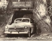 Photo Postcard - Vintage Images - Redwood Trees - Chandelier Tree