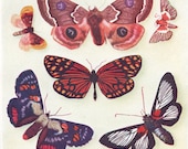 Exotic BUTTERFLY print 1940s insect print moth butterfly decor natural history
