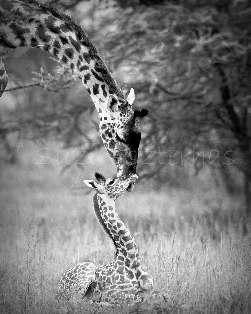 BABY GIRAFFE and MOTHER Photo- 8 X 10 Black and White Print - Baby Animal Photograph, Wildlife Photography, Nursery Art, African Safari