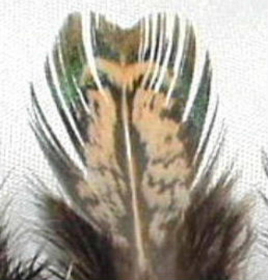 136 Melanistic Blue & Cream Feathers 2-3" Add'l ship Free Ringneck Pheasant P1