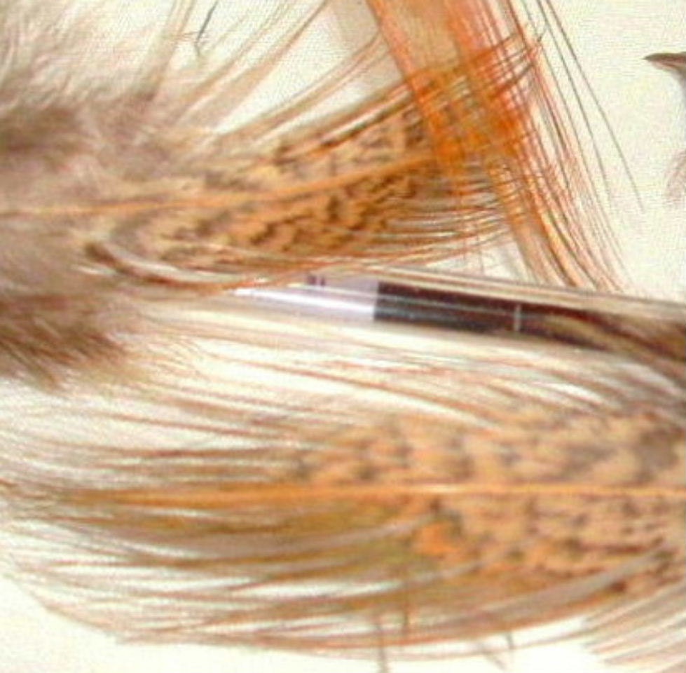 82 Patterned Gold or Bluish LONG & WIDE Feathers 2-5" Add'l ship Free Ringneck Pheasant P4