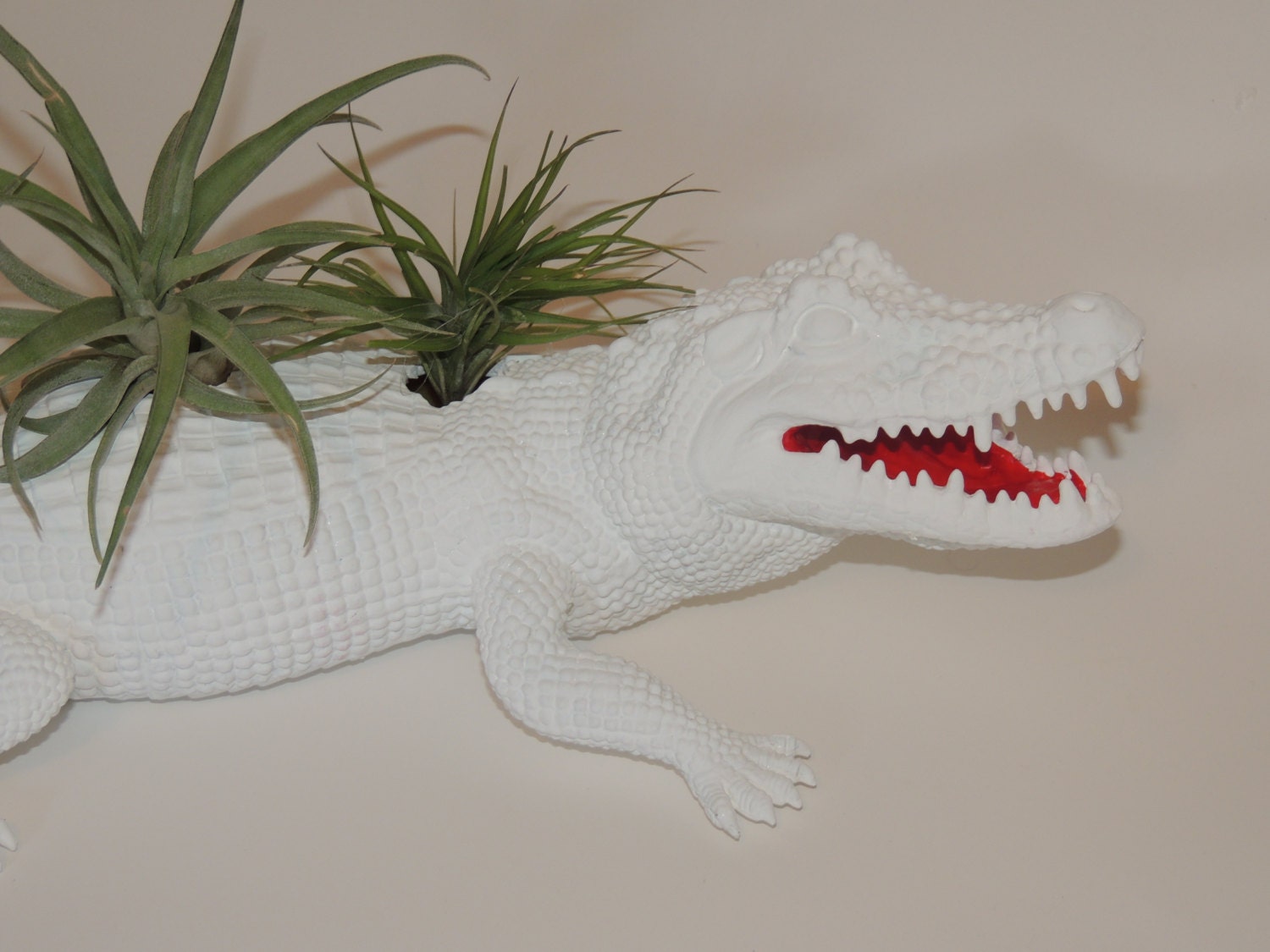 Three air plants displayed in large upcycled alligator. Great boyfriend gift.
