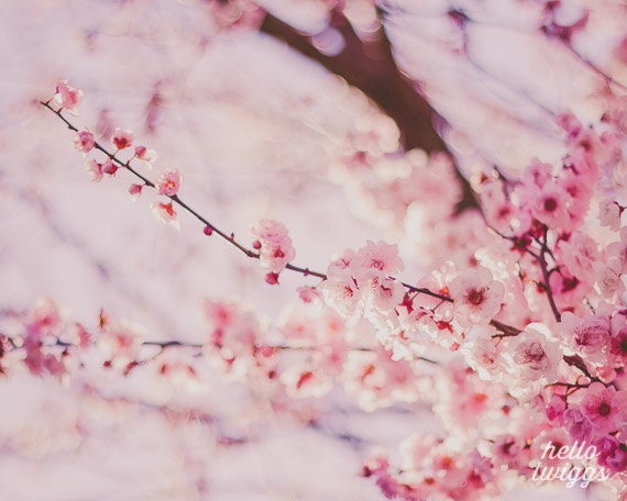 BOGO SALE - Flower Photography, Nature Photography, Springtime, Girls Room Decor, Dreamy Whimsical - Cherry Blossoms