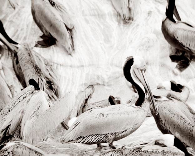 Pelican Photograph, Black And White, Brown Pelicans, Animal Photograph, Beach Decor, Pelican Print 8x10