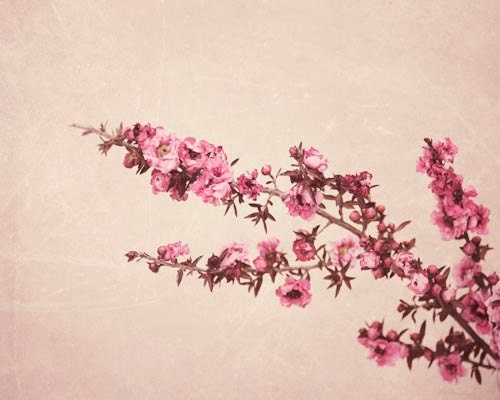 Nature Photography, Shabby Chic Decor, Blossoms, Pink, Cream, Beige, Girly, Beautiful, Still Life, 8x10 Print