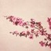 Nature Photography, Shabby Chic Decor, Blossoms, Pink, Cream, Beige, Girly, Beautiful, Still Life, 8x10 Print