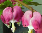 Bleeding Heart Flower 8 x 10 glossy photograph