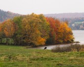 Cow grazing Lakeside in Vermont - 8 x 12 Print