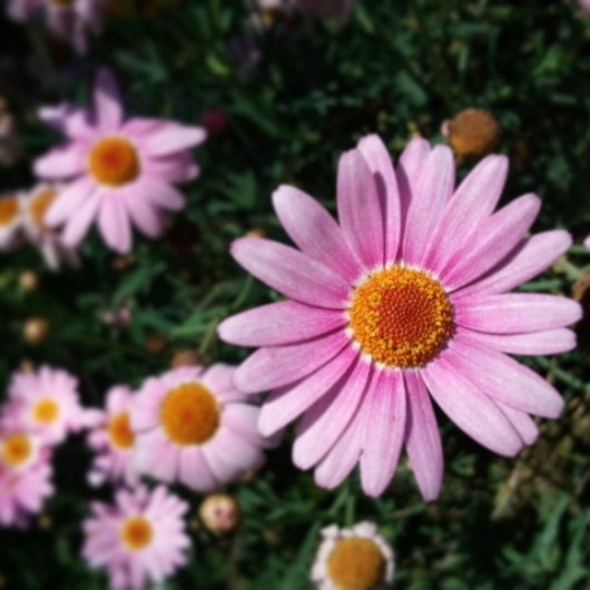 LAVENDER LAUGHTER 4x4 Art Photo Print / Purple Flowers