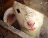 i will never leave you - fine lamb photography (and farm fresh) 8x10 photograph