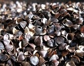 Buckwheat hulls:  Sample for bulk ordering