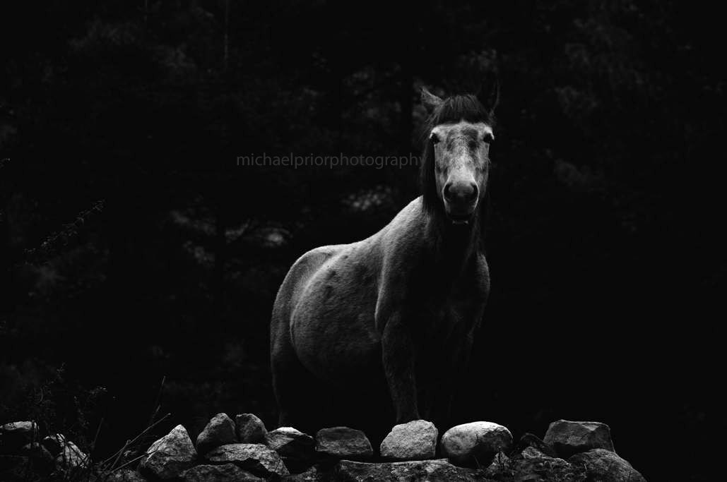 dappled grey