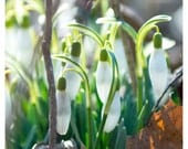 Nature Photography, Fine Art Photography, Home Decor, Wall Art,  Snowdrops,Spring, Easter, 5x5 print