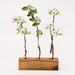 Wooden Bud Vase Flower Stand Flower Arrangement Wedding Centerpiece LITTLE VIOLET Limited Edition
