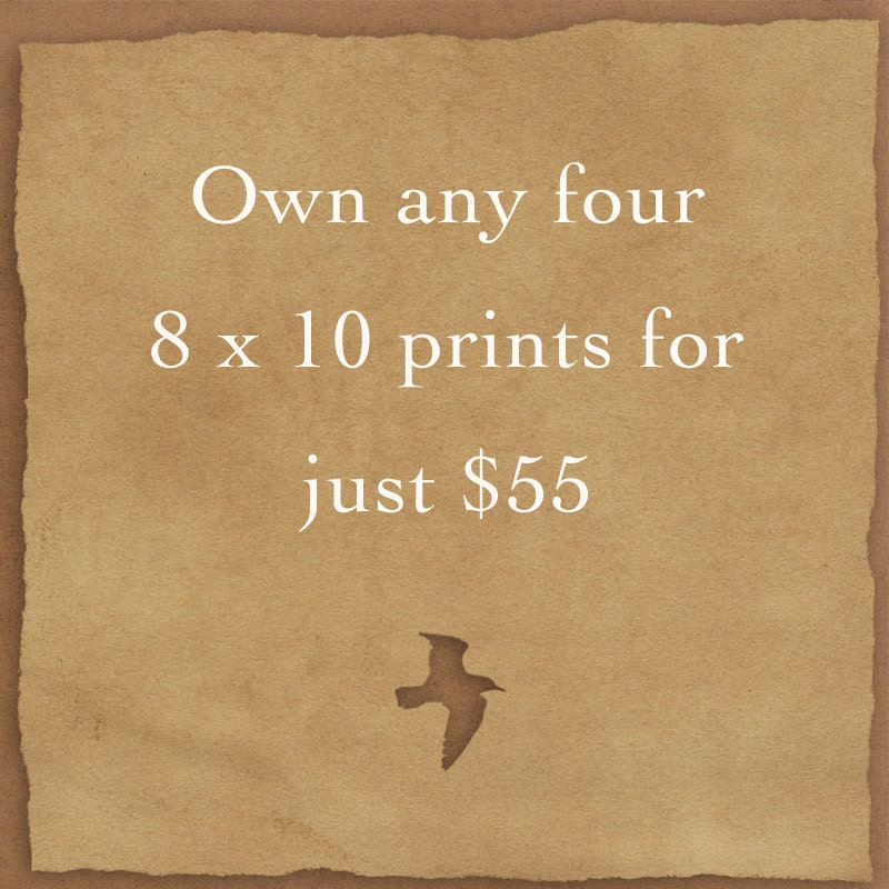 Own any four 8 x 10 Follow The Raven fine art prints at a special low price