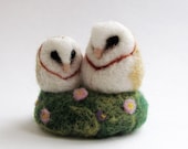 Barn owls