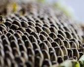 Organic Giant Afula Sunflower Seeds