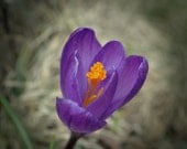 Purple Crocus Digital Photography Download Spring Floral Fine Art Photo Flower Yellow