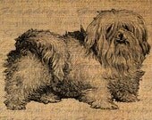 Adorable MALTESE Terrier Dog FLUFFY Digital Image Download Transfer To Pillows Tote Bags Tea Towels Burlap No. 4453
