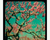 SALE 30% OFF Nature Wall Art:  botanical art prints tree branches nature photography turquoise pink nature photos 5x5 Fine Art Photography
