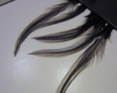 Feathers Cape Dyed Black GLSC bulk feathers