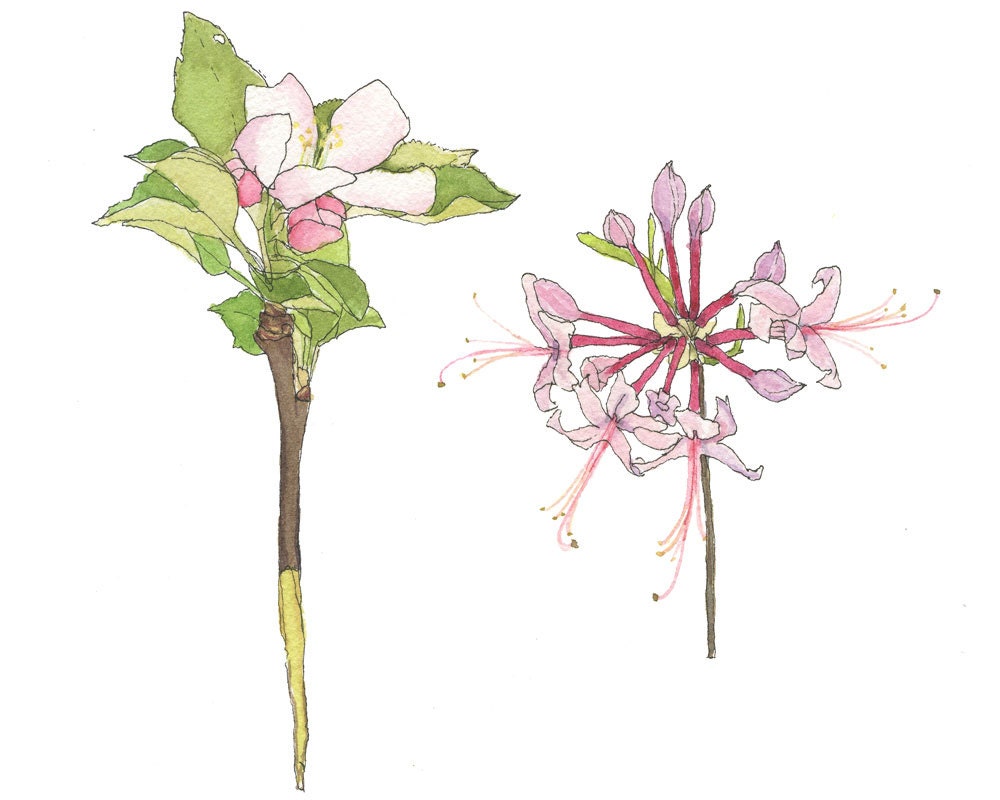 Fine Art Watercolor Illustration, Braeburn Blossoms and Wild Pink Azalea, 8x10 Eco Friendly Print
