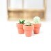 Miniature Houseplant Trio - Cactus and Succulents in Terracotta Pots