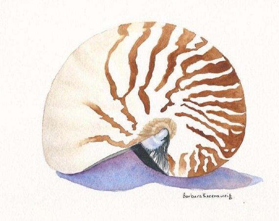 Nautilus Seashell Beach Shell Art Print by Barb