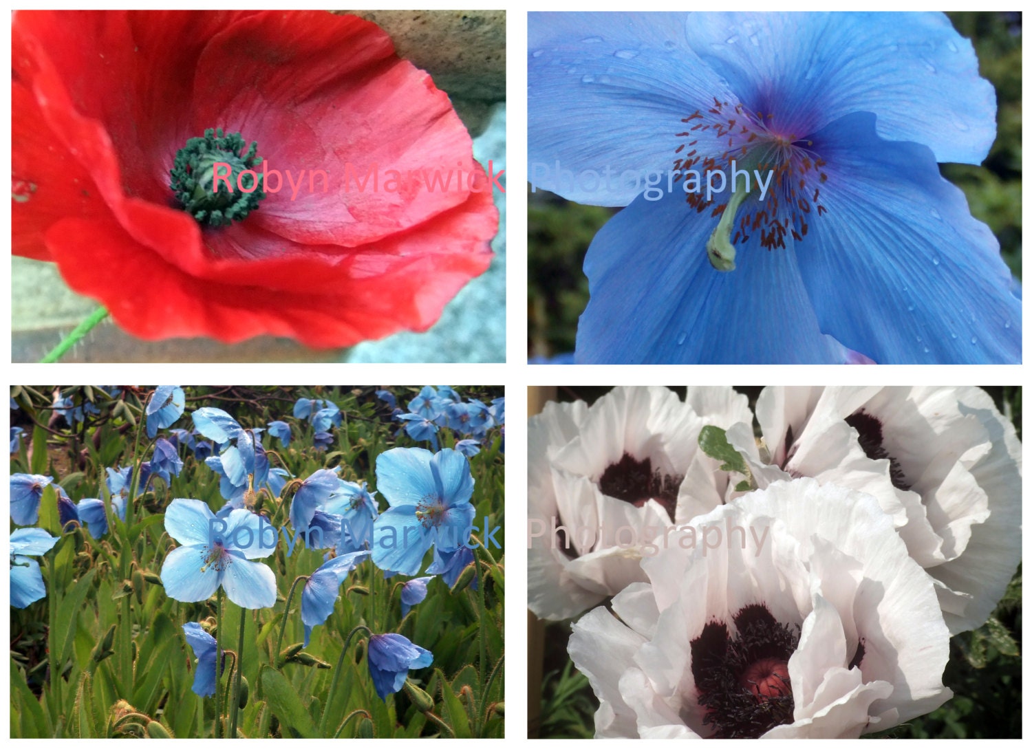 Red, White and Blue Poppies, Scotland, 2010-2011, Set of 4 - 7" x 5" Fine Art Photographs