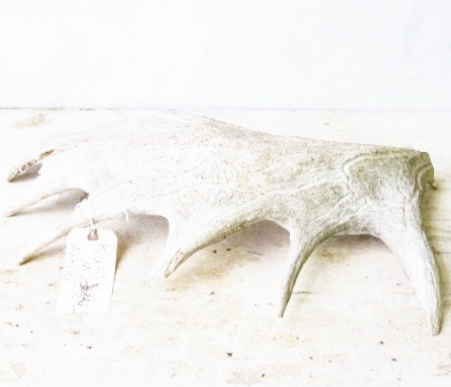 Rustic Moose Antler