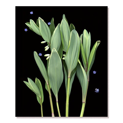 May Flowers nature photography - 11 x 14  greens creams and periwinkle black background  Solomons Seal Forget Me Not