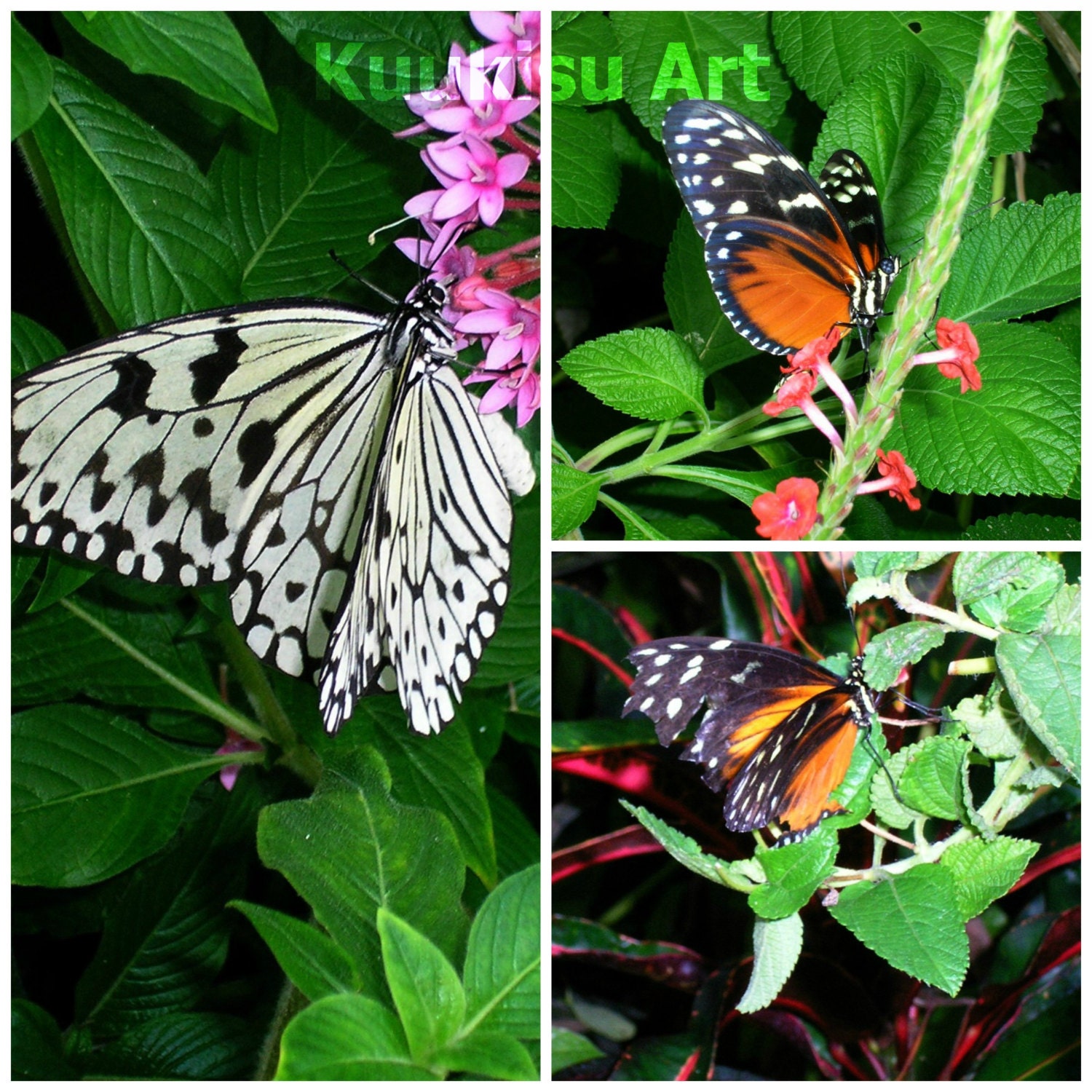 8x10 Butterfly Prints
