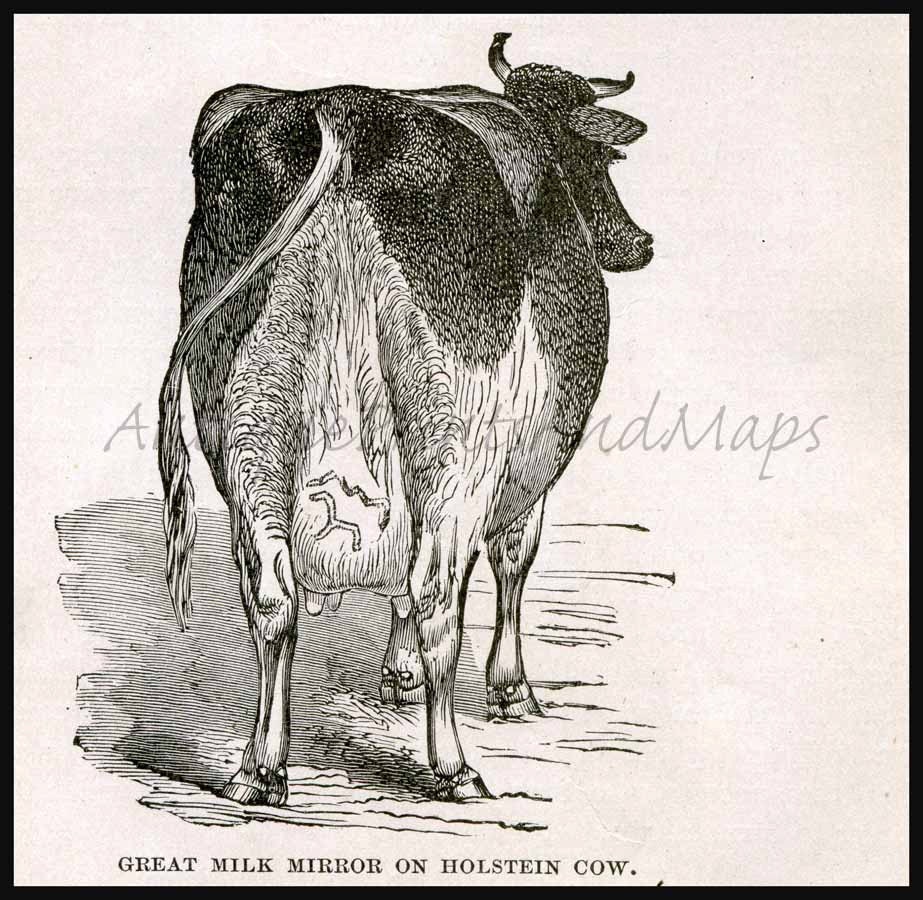 Dairy Cow