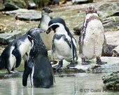 Fine Art Penguin Print, Tuxedo Penguins, Kids room decor, Nursery art, Nature print