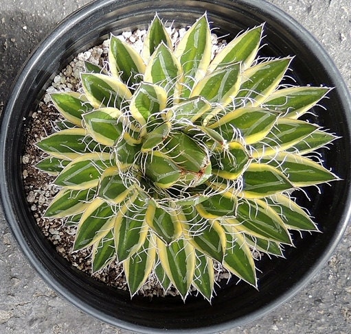 Agave schidigera 'Shira ito no Ohi'- Gorgeous, larger specimen size plants
