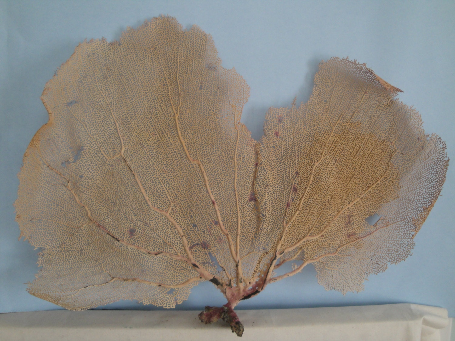 22" x 15.5" Large Pink Sea Fan Fish Tank Seashells Reef Coral