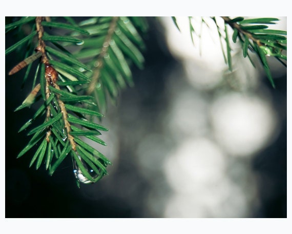 Woodland photograph - tree branch and a dew drop -  Deep in the Woods - wall decor - 5x7 print