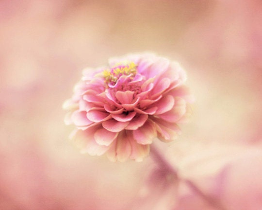 Flower Photography, Baby Girl Nursery Decor, Floral Wall Art, Peachy Pink Flower, Dreamy Pretty Flowers for Bedroom Decor, 8x10 Print