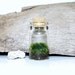 Miniature Terrarium,  Adopt the Pace of Nature PET TERRARIUM, Botanical Live Moss,  Take it With You Anywhere,  Moss Terrarium