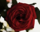 The flower which is single-red rose- mothers love- romantic rose floral wall decor- wall art-