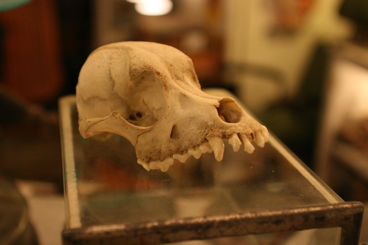 Old Dog Skull