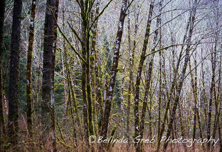 Nature Photography  - "Trees 1" - Fine Art Print Landscape Photograph yellow brown green blue - 8x10 unframed Print