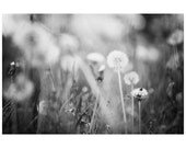dandelion black and white photo print - whimsical fine art nature photography, grass, dream, wish, field, spring - 14x11
