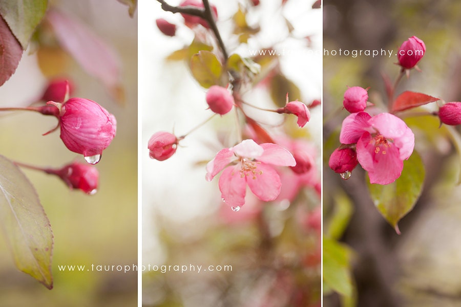 Spring Blossoms Collage