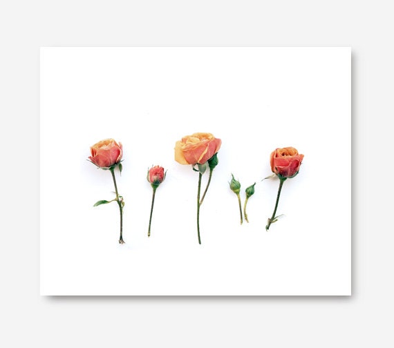 Peach Rose Photo, Still Life Flower Photography, for her, modern, nature print, flower print, flower photo, nature art - semisweetstudios