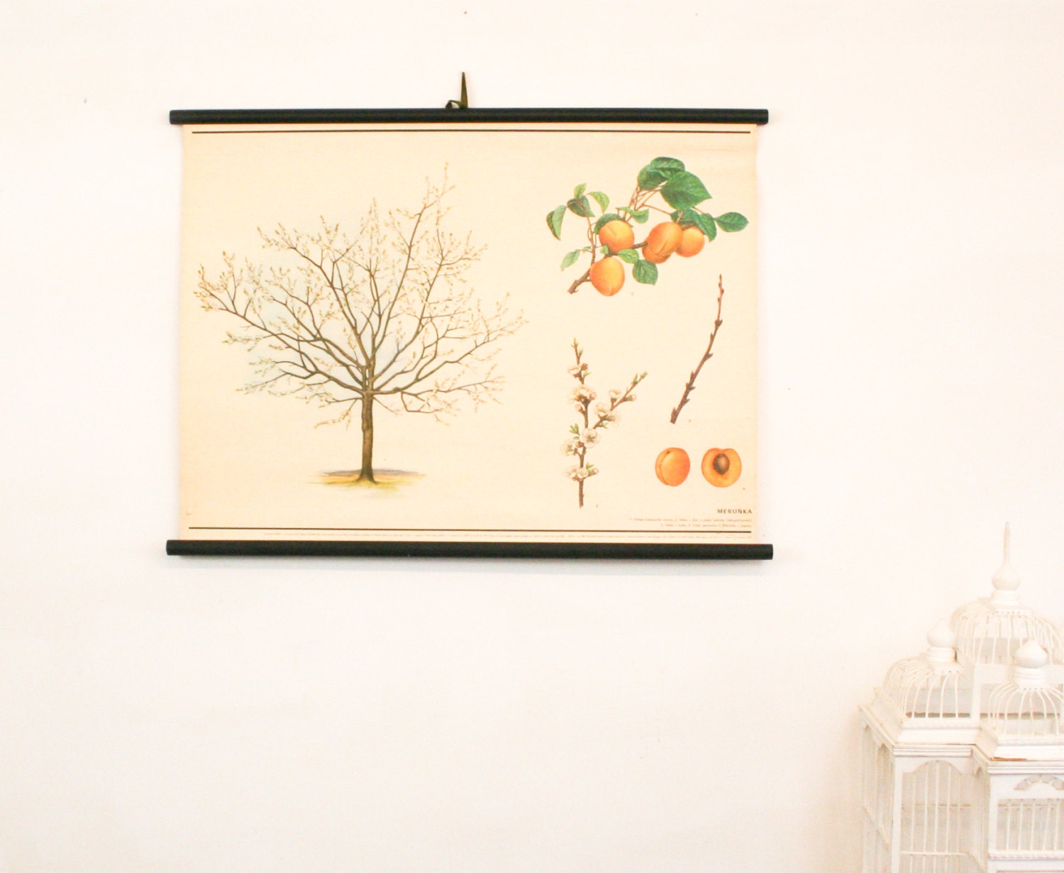 Vintage White Botanical Chart, Apricot Tree,  Botanical Wall Hanging