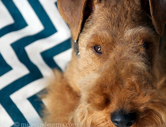 Chevron/Zig-Zag Pet Bed Dog Duvet Cover-Small