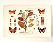 Vintage / Antique Insects Book Plate Engraving 1 (c.1900s) - Collectible, Home Decor